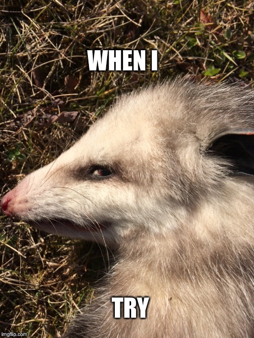 Dead Possum | WHEN I; TRY | image tagged in idk | made w/ Imgflip meme maker
