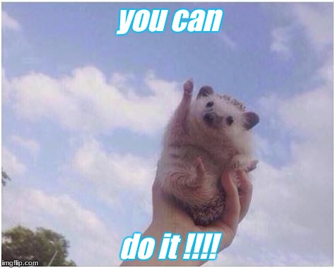 Cheering Hedgehog | you can; do it !!!! | image tagged in cheering hedgehog | made w/ Imgflip meme maker