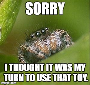 Web on It | SORRY; I THOUGHT IT WAS MY TURN TO USE THAT TOY. | image tagged in misunderstood spider | made w/ Imgflip meme maker