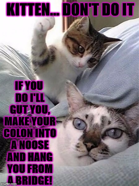 DON'T DO IT | KITTEN... DON'T DO IT; IF YOU DO I'LL GUT YOU, MAKE YOUR COLON INTO A NOOSE AND HANG YOU FROM A BRIDGE! | image tagged in don't do it | made w/ Imgflip meme maker