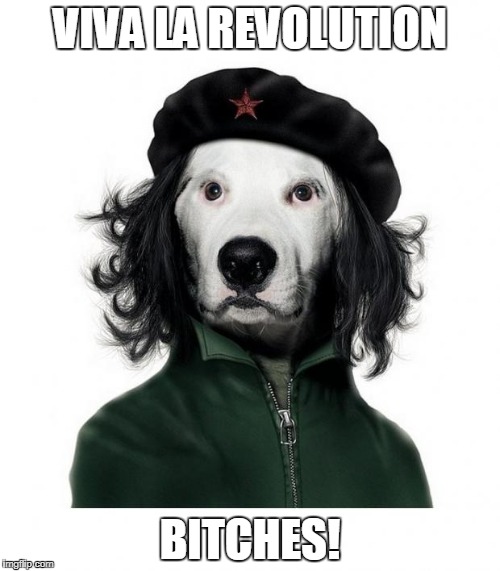 DOG CHE GUEVARA | VIVA LA REVOLUTION; BITCHES! | image tagged in dog che guevara | made w/ Imgflip meme maker