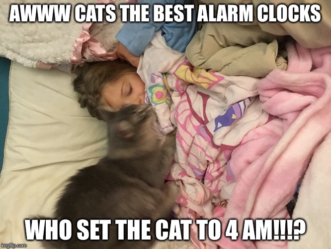 AWWW CATS THE BEST ALARM CLOCKS; WHO SET THE CAT TO 4 AM!!!? | made w/ Imgflip meme maker