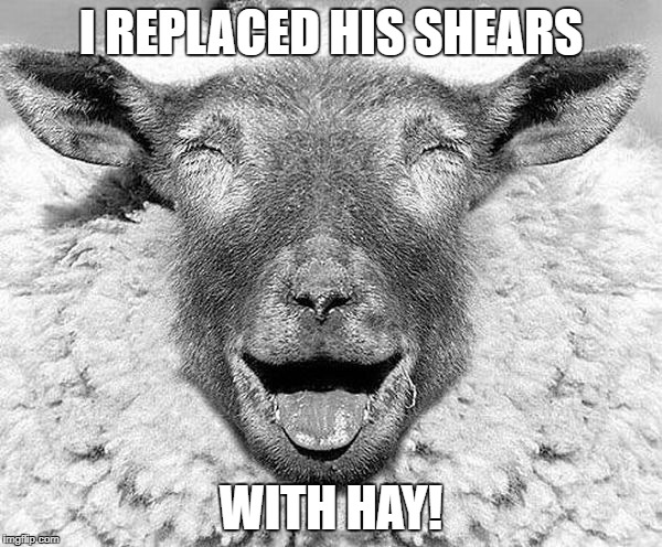 LOL Sheep |  I REPLACED HIS SHEARS; WITH HAY! | image tagged in lol sheep | made w/ Imgflip meme maker
