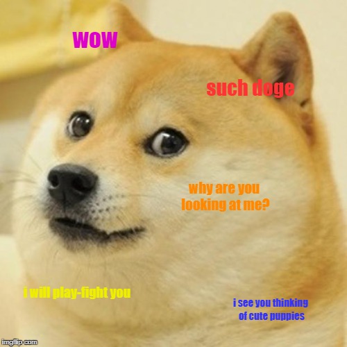 Doge Meme | wow; such doge; why are you looking at me? i will play-fight you; i see you thinking of cute puppies | image tagged in memes,doge | made w/ Imgflip meme maker