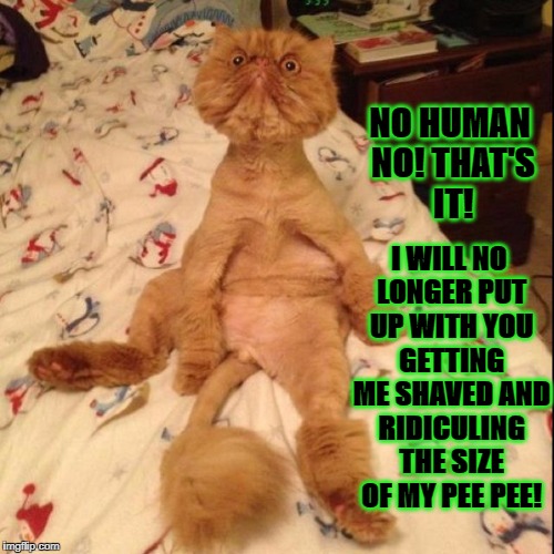 I WILL NO LONGER PUT UP WITH YOU GETTING ME SHAVED AND RIDICULING THE SIZE OF MY PEE PEE! NO HUMAN NO! THAT'S IT! | image tagged in angry persian | made w/ Imgflip meme maker