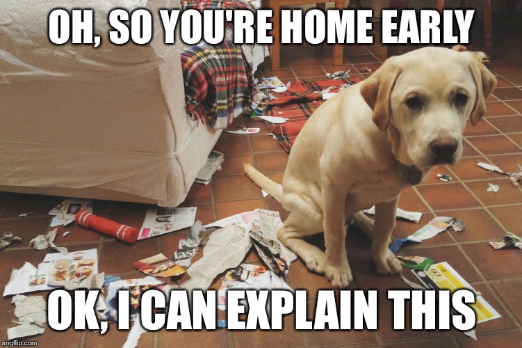 Ashamed dog | OH, SO YOU'RE HOME EARLY; OK, I CAN EXPLAIN THIS | image tagged in ashamed dog | made w/ Imgflip meme maker