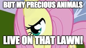 Shy Fluttershy | BUT MY PRECIOUS ANIMALS LIVE ON THAT LAWN! | image tagged in shy fluttershy | made w/ Imgflip meme maker