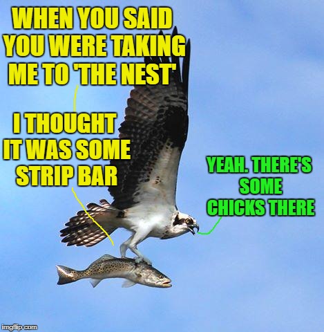 Bad luck fish | WHEN YOU SAID YOU WERE TAKING ME TO 'THE NEST'; I THOUGHT IT WAS SOME STRIP BAR; YEAH. THERE'S SOME CHICKS THERE | image tagged in fish,funny memes | made w/ Imgflip meme maker