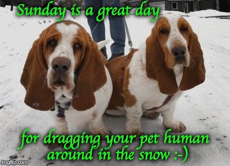 Teamwork, Bassett Hound Style | Sunday is a great day; for dragging your pet human around in the snow :-) | image tagged in exercise your pet human today | made w/ Imgflip meme maker