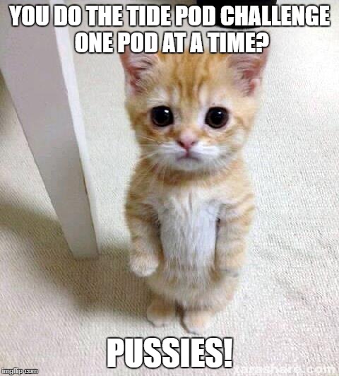 POd | YOU DO THE TIDE POD CHALLENGE ONE POD AT A TIME? PUSSIES! | image tagged in memes,cute cat,tide pod | made w/ Imgflip meme maker