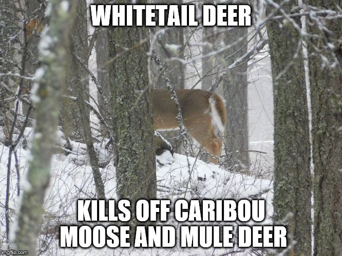 WHITETAIL DEER; KILLS OFF CARIBOU MOOSE AND MULE DEER | image tagged in whitetail | made w/ Imgflip meme maker