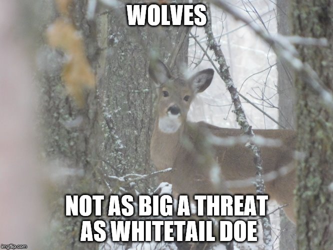 WOLVES; NOT AS BIG A THREAT AS WHITETAIL DOE | made w/ Imgflip meme maker