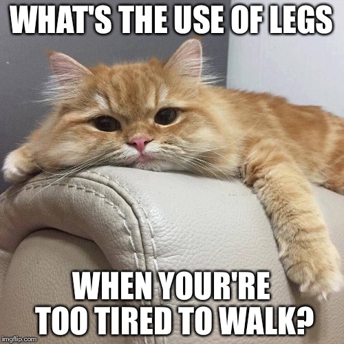 Lazy cat | WHAT'S THE USE OF LEGS; WHEN YOUR'RE TOO TIRED TO WALK? | image tagged in lazy cat | made w/ Imgflip meme maker