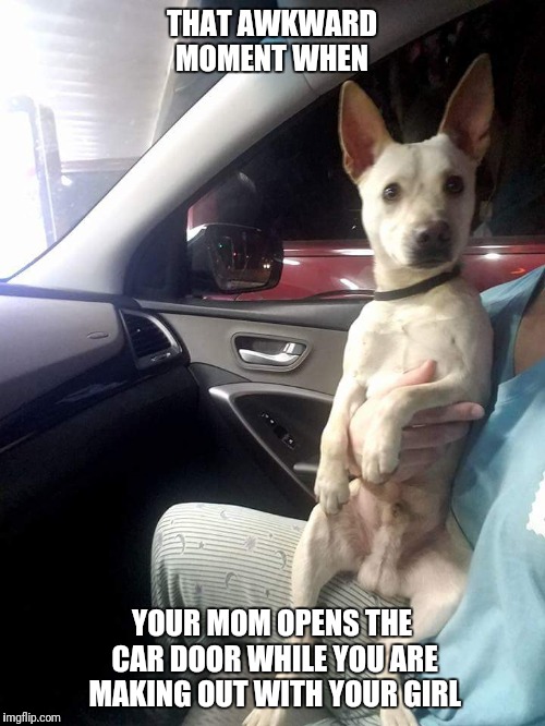 THAT AWKWARD MOMENT WHEN; YOUR MOM OPENS THE CAR DOOR WHILE YOU ARE MAKING OUT WITH YOUR GIRL | image tagged in funny dog | made w/ Imgflip meme maker