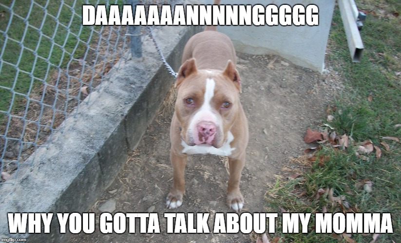 Michael the dog | DAAAAAAANNNNNGGGGG; WHY YOU GOTTA TALK ABOUT MY MOMMA | image tagged in michael the dog | made w/ Imgflip meme maker