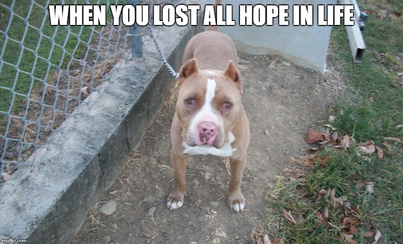Michael the dog | WHEN YOU LOST ALL HOPE IN LIFE | image tagged in michael the dog | made w/ Imgflip meme maker