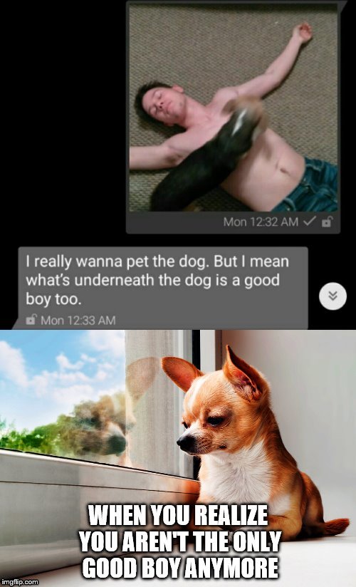 When you aren't the only good boy anymore | image tagged in dog,good boy | made w/ Imgflip meme maker