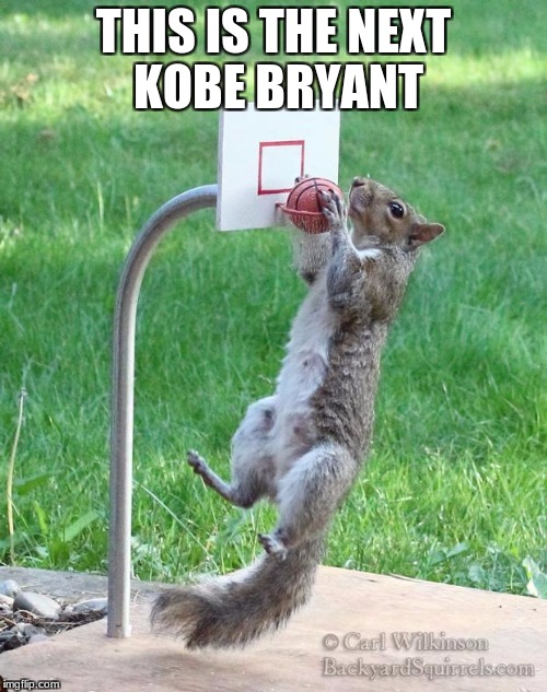 Squirrel basketball | THIS IS THE NEXT KOBE BRYANT | image tagged in squirrel basketball,scumbag | made w/ Imgflip meme maker