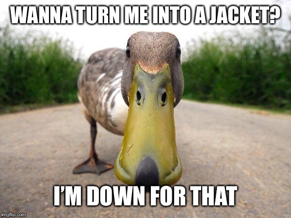 Duck | WANNA TURN ME INTO A JACKET? I’M DOWN FOR THAT | image tagged in duck | made w/ Imgflip meme maker