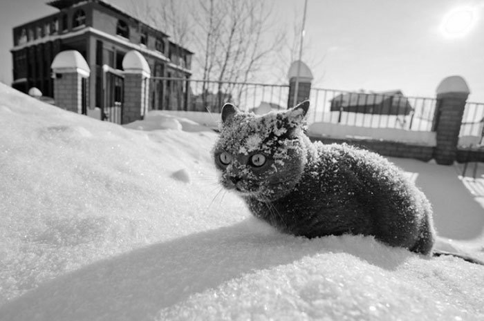 High Quality Cat Snow drug cocaine Blank Meme Template