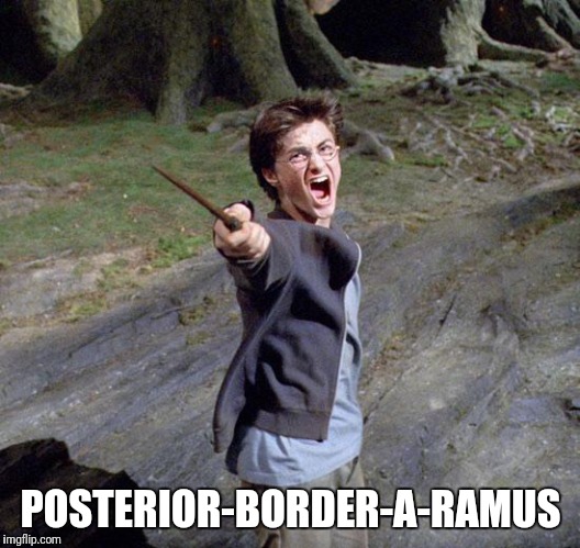 Harry potter | POSTERIOR-BORDER-A-RAMUS | image tagged in harry potter | made w/ Imgflip meme maker