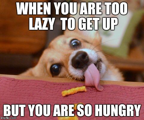 Corgi | WHEN YOU ARE TOO LAZY  TO GET UP; BUT YOU ARE SO HUNGRY | image tagged in corgi | made w/ Imgflip meme maker