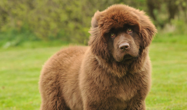 Newfoundland Dog Blank Meme Template