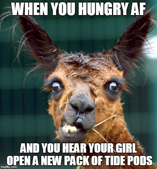 Llama | WHEN YOU HUNGRY AF; AND YOU HEAR YOUR GIRL OPEN A NEW PACK OF TIDE PODS | image tagged in llama | made w/ Imgflip meme maker