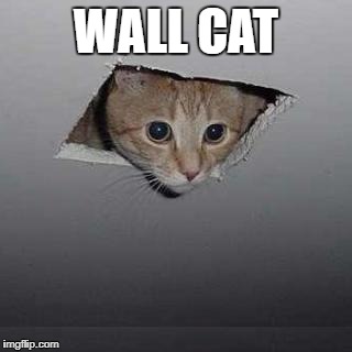 Ceiling Cat Meme | WALL CAT | image tagged in memes,ceiling cat | made w/ Imgflip meme maker