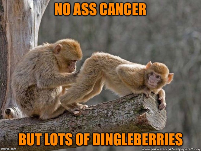 monkey | NO ASS CANCER; BUT LOTS OF DINGLEBERRIES | image tagged in monkey | made w/ Imgflip meme maker