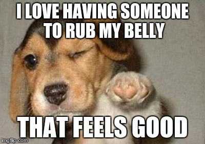 cute little puppy | I LOVE HAVING SOMEONE TO RUB MY BELLY; THAT FEELS GOOD | image tagged in pointing dog,i love bacon | made w/ Imgflip meme maker