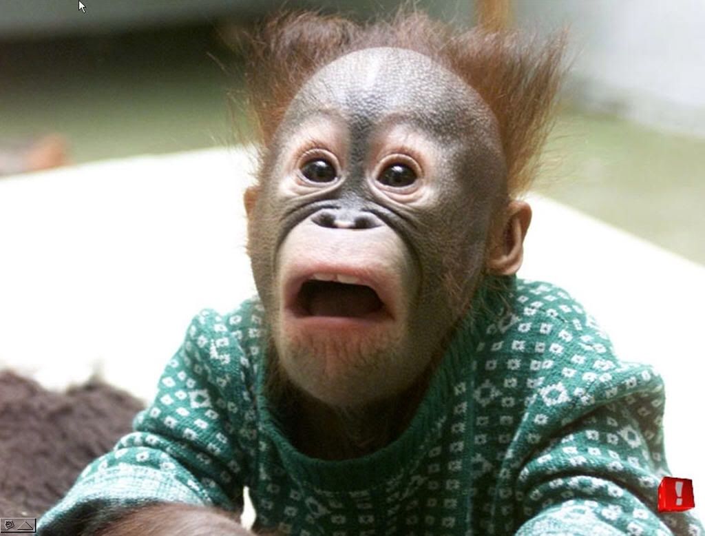 shocked baby orangutan Blank Meme Template
