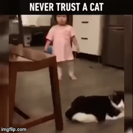 Don't Give Your 100% Trust | image tagged in gifs,cat | made w/ Imgflip video-to-gif maker