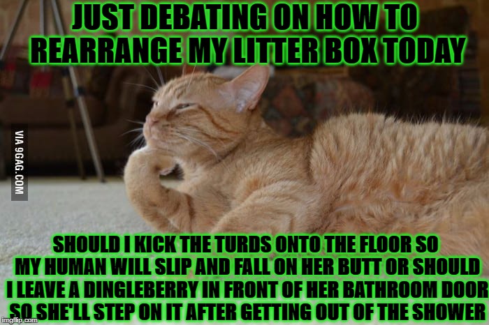 CAT DEBATE | JUST DEBATING ON HOW TO REARRANGE MY LITTER BOX TODAY; SHOULD I KICK THE TURDS ONTO THE FLOOR SO MY HUMAN WILL SLIP AND FALL ON HER BUTT OR SHOULD I LEAVE A DINGLEBERRY IN FRONT OF HER BATHROOM DOOR SO SHE'LL STEP ON IT AFTER GETTING OUT OF THE SHOWER | image tagged in cat debate | made w/ Imgflip meme maker