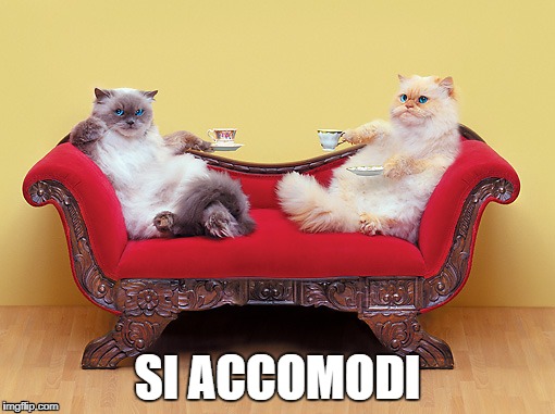 Cats on Sofa | SI ACCOMODI | image tagged in cats on sofa | made w/ Imgflip meme maker