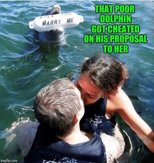 Ruining his proposal | THAT POOR DOLPHIN GOT CHEATED ON HIS PROPOSAL TO HER | image tagged in dolphin,pipe_picasso,marry me,proposal | made w/ Imgflip meme maker