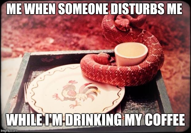 Rattlesnake Coffee | ME WHEN SOMEONE DISTURBS ME; WHILE I'M DRINKING MY COFFEE | image tagged in rattlesnake coffee | made w/ Imgflip meme maker