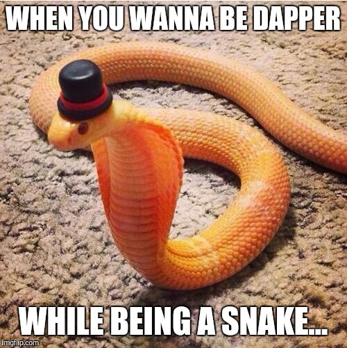 Dapper Snek | WHEN YOU WANNA BE DAPPER; WHILE BEING A SNAKE... | image tagged in dapper snek | made w/ Imgflip meme maker