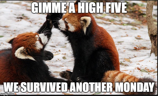 GIMME A HIGH FIVE; WE SURVIVED ANOTHER MONDAY | image tagged in tuesday | made w/ Imgflip meme maker