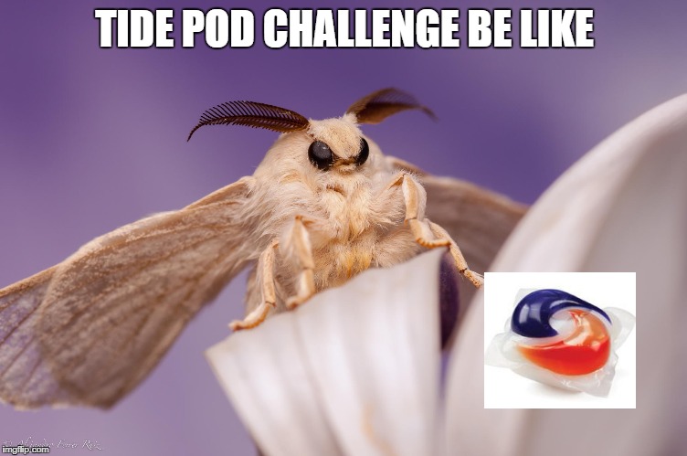 outraged moth | TIDE POD CHALLENGE BE LIKE | image tagged in outraged moth | made w/ Imgflip meme maker