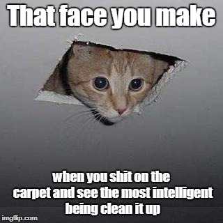 Ceiling Cat | That face you make; when you shit on the carpet and see the most intelligent being clean it up | image tagged in memes,ceiling cat | made w/ Imgflip meme maker