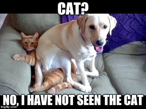 CAT? NO, I HAVE NOT SEEN THE CAT | made w/ Imgflip meme maker