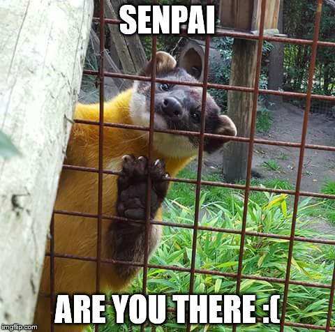 SENPAI; ARE YOU THERE :( | image tagged in senpai | made w/ Imgflip meme maker