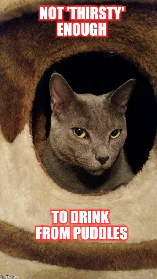 Sarcastic Cat | NOT 'THIRSTY' ENOUGH; TO DRINK FROM PUDDLES | image tagged in sarcastic cat | made w/ Imgflip meme maker