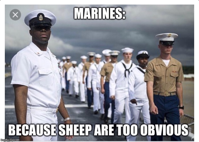 image tagged in marines,sheep,navy | made w/ Imgflip meme maker
