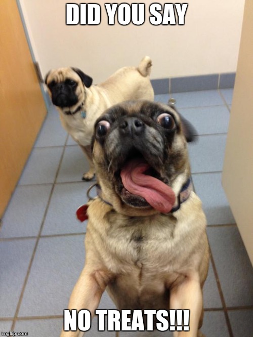 pug love | DID YOU SAY; NO TREATS!!! | image tagged in pug love | made w/ Imgflip meme maker