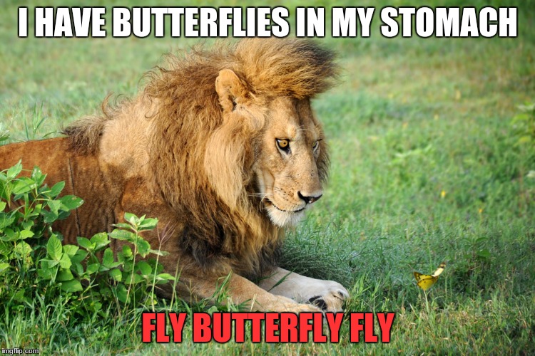 Lion Vs Butterfly | I HAVE BUTTERFLIES IN MY STOMACH; FLY BUTTERFLY FLY | image tagged in lion butterfly | made w/ Imgflip meme maker