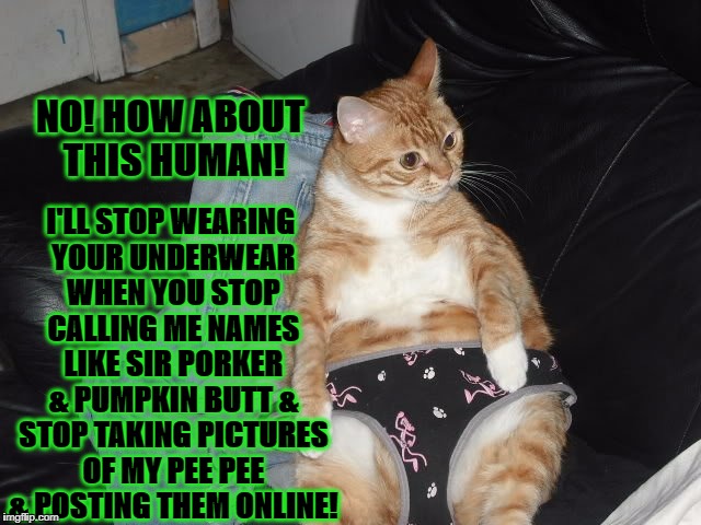 UNDERWEAR CAT | I'LL STOP WEARING YOUR UNDERWEAR WHEN YOU STOP CALLING ME NAMES LIKE SIR PORKER & PUMPKIN BUTT & STOP TAKING PICTURES OF MY PEE PEE & POSTING THEM ONLINE! NO! HOW ABOUT THIS HUMAN! | image tagged in underwear cat | made w/ Imgflip meme maker