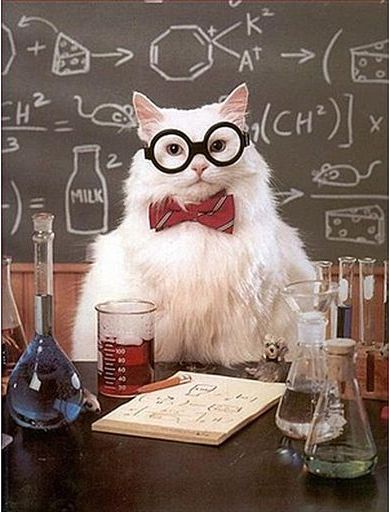 Chemistry Cat Blank Blank Meme Template