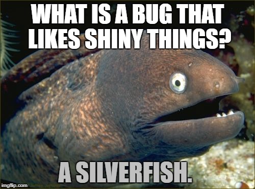 Bad Joke Eel Meme | WHAT IS A BUG THAT LIKES SHINY THINGS? A SILVERFISH. | image tagged in memes,bad joke eel | made w/ Imgflip meme maker